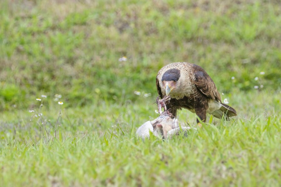 Juvenile Caracara Scavenging Dead Armadillo