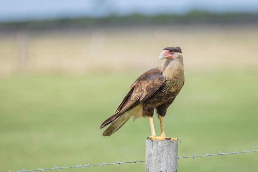 Juvenile Caracara Standing On Post