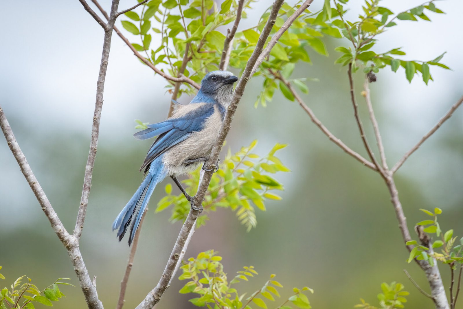 Non Banded Florida Scrub Jay Perched In Tree