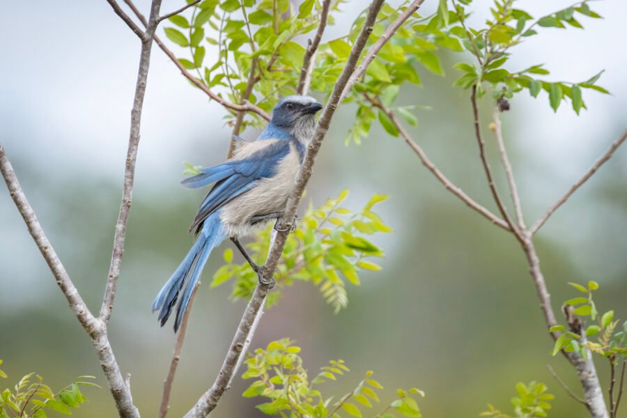 Non Banded Florida Scrub Jay Perched In Tree