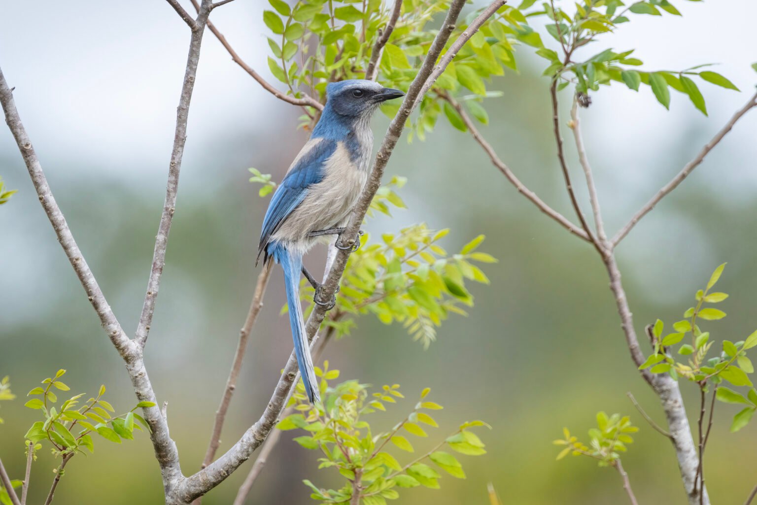 Non Banded Florida Scrub Jay Resting In Tree