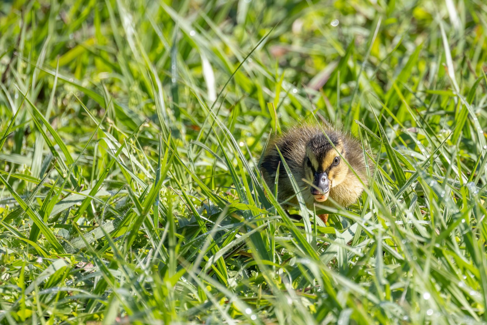 Mottled Duck Chick Crouching Through Grass