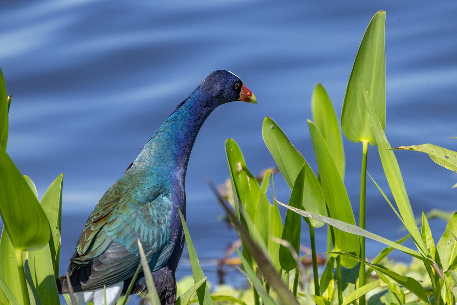Purple Gallinule Walking In Weeds Along Edge Of Lake