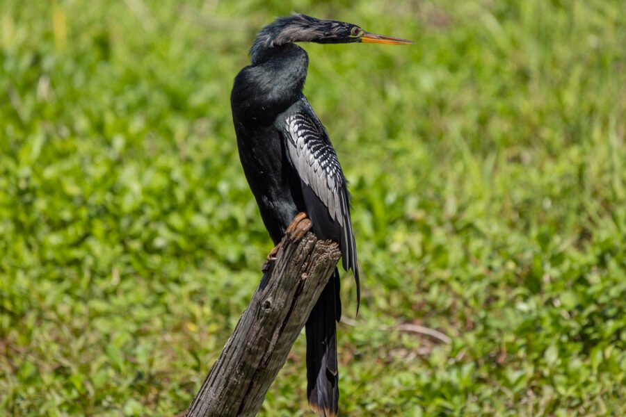 Anhinga Male Perched On End Of Old Branch