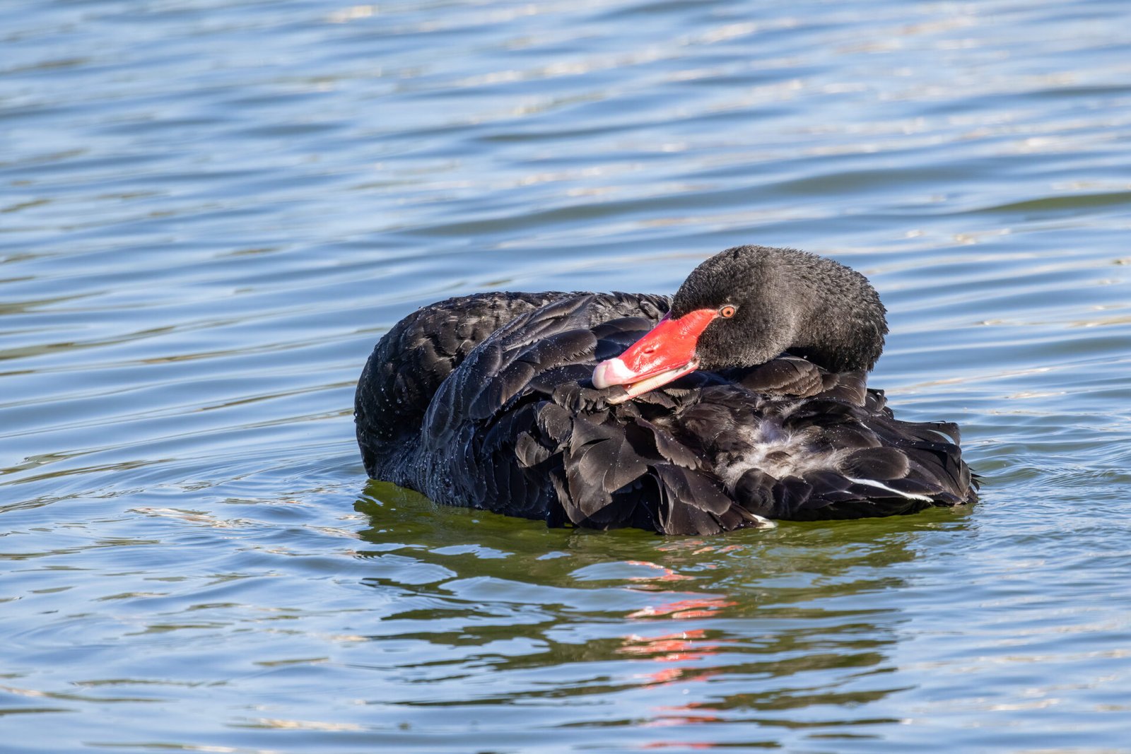 Black Swan Preening Back Feathers