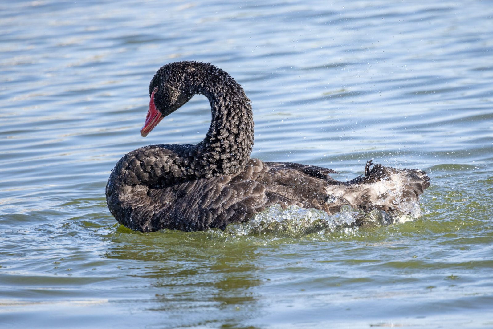 Black Swan Taking A Bath