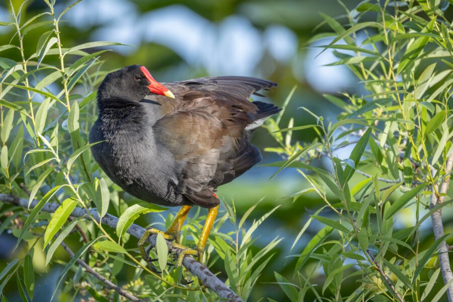 Common Gallinule Resting In Shrub