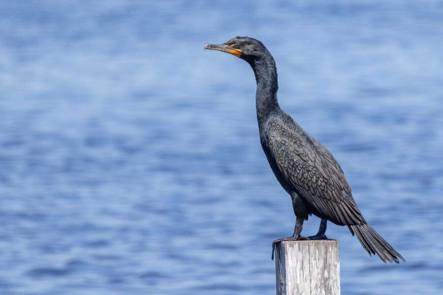 Double Crested Cormorant Sitting Atop Post