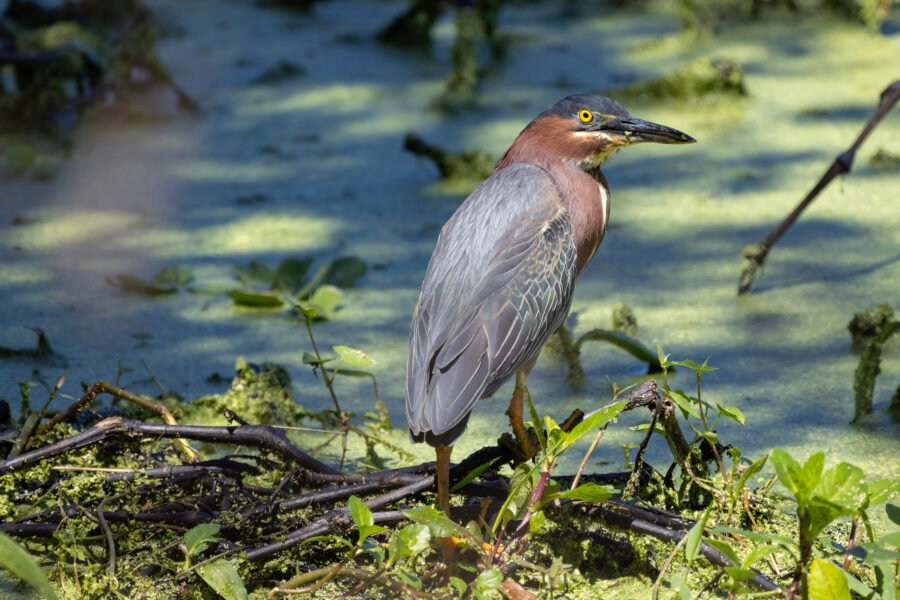 Green Heron Looking Over Pond For Prey