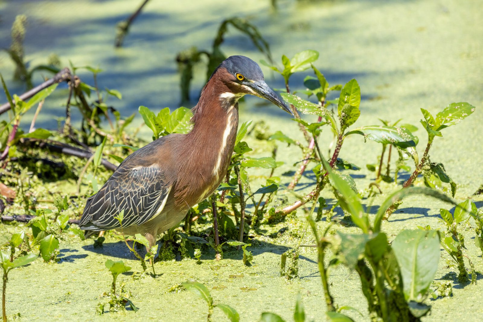Green Heron Spotting Prey About To Strike