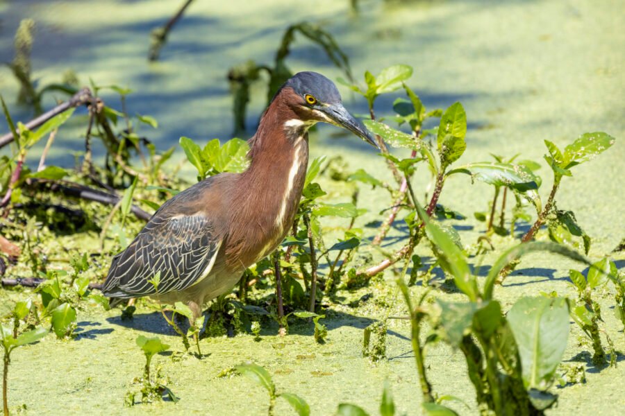 Green Heron Spotting Prey About To Strike