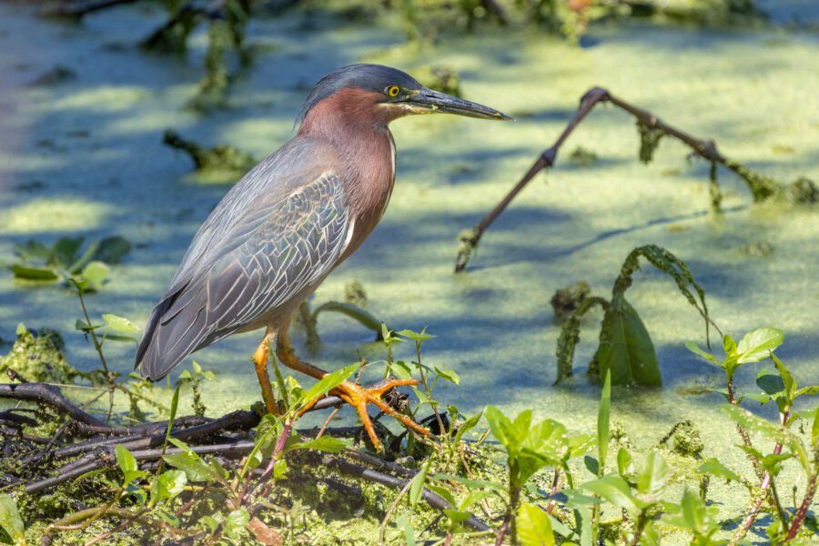 Green Heron Walking Along Edge Of Water