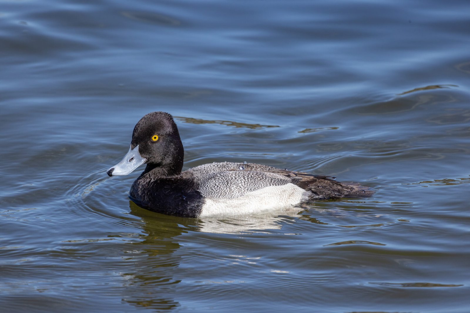Lesser Scaup Swimming To Left Looking Left