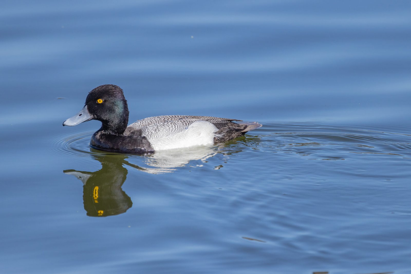 Lesser Scaup Swimming To Left With Reflection