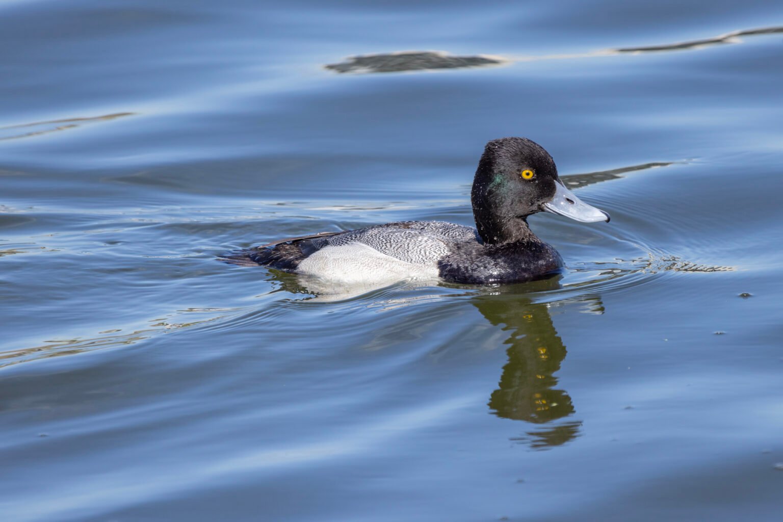 Lesser Scaup Swimming To Right With Reflection