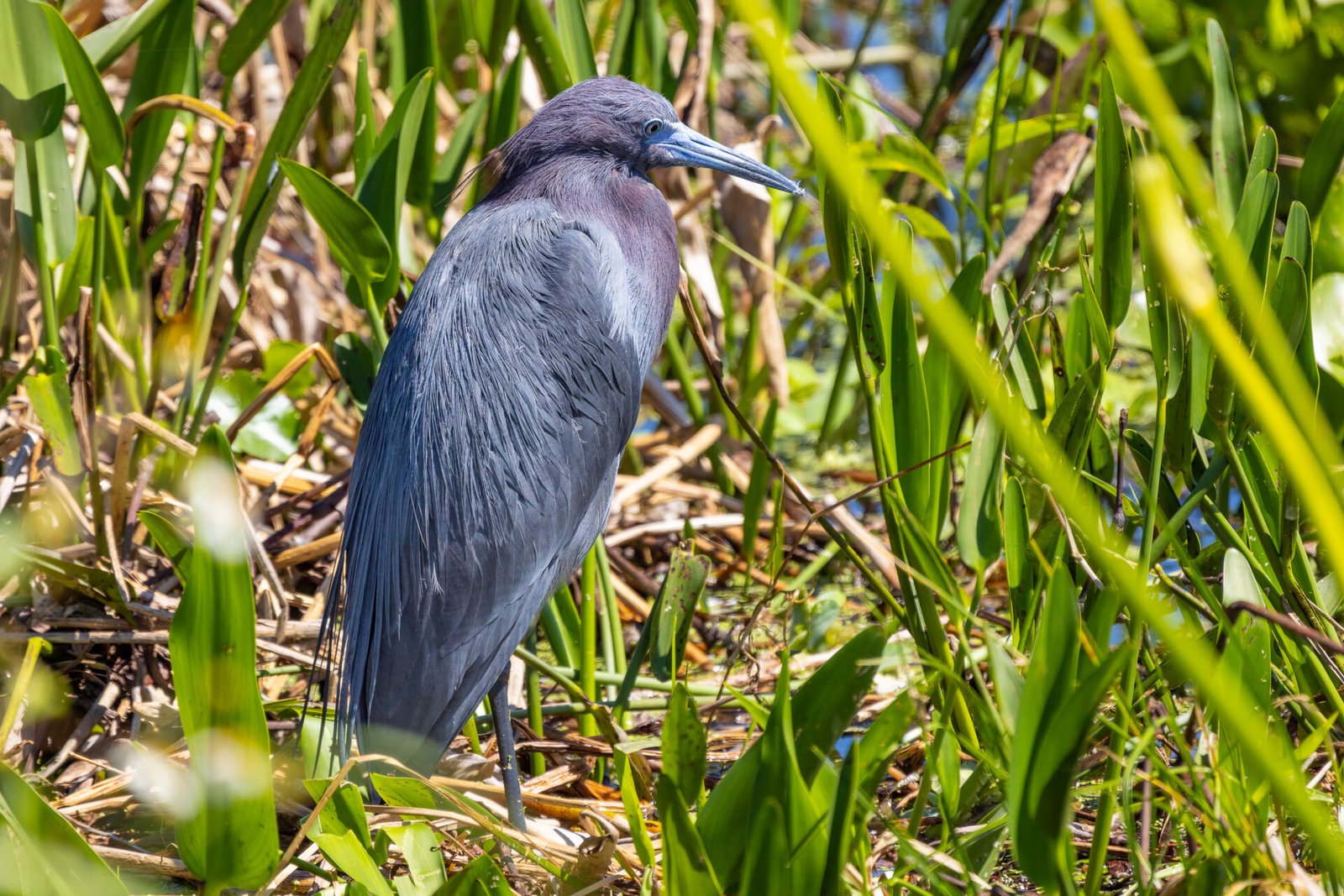 Little Blue Heron Resting In Reeds