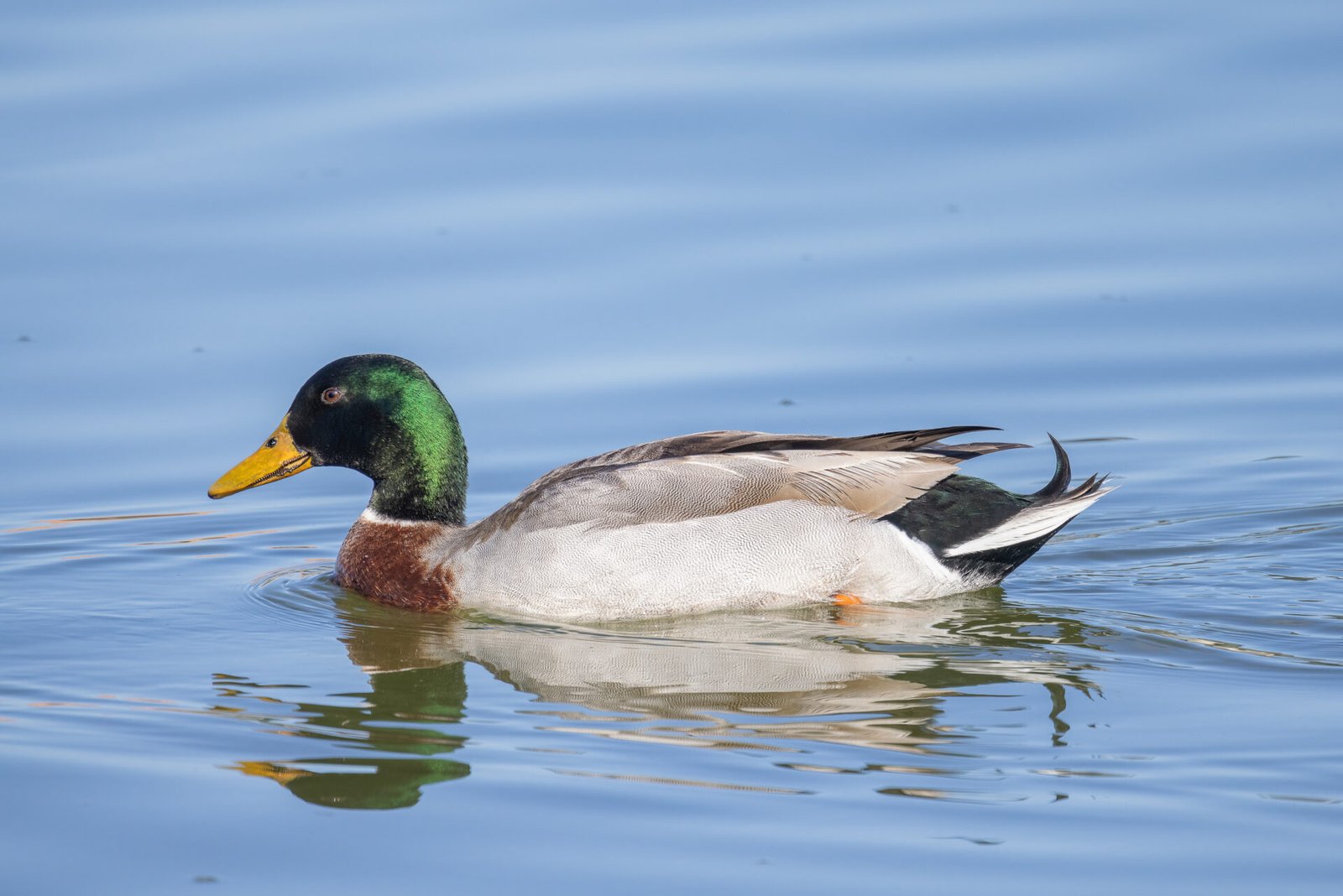Mallard Drake Swimming To Left With Reflection