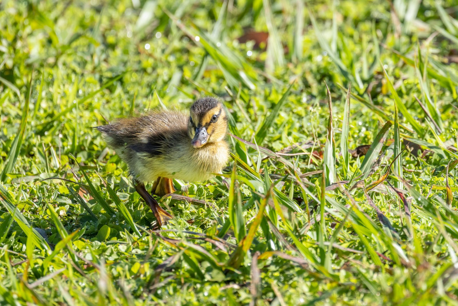 Mottled Duck Chick Walking Behind Mother