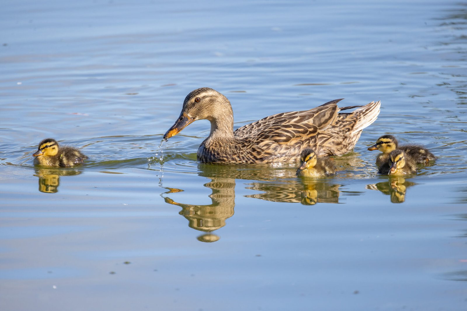 Mottled Duck Female Getting Drink With Ducklings