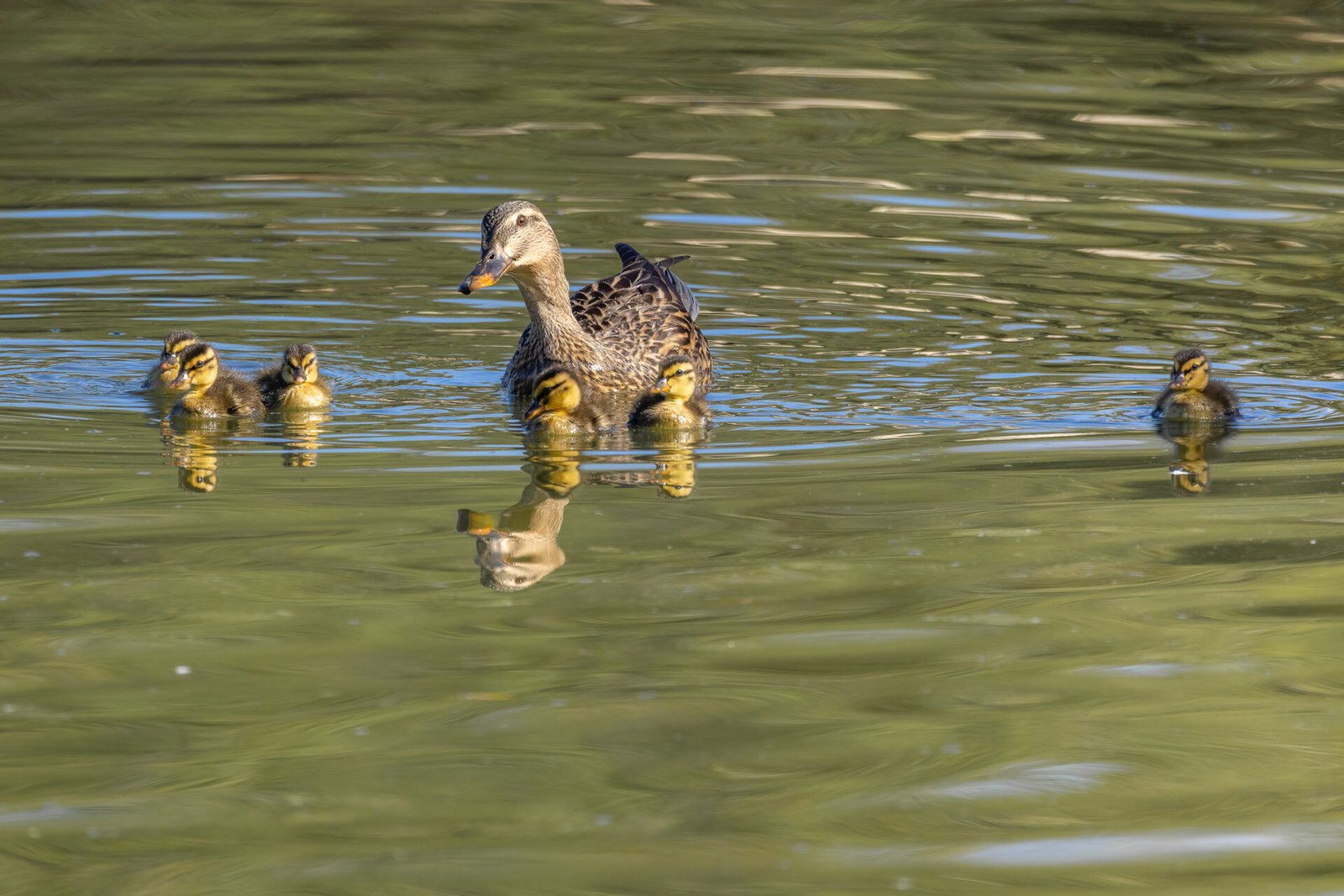 Mottled Duck Female Swimming With Ducklings