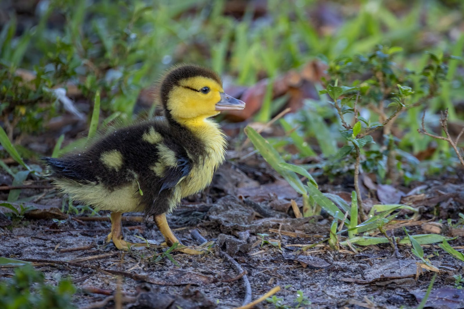 Muscovy Duckling Following Along Behind Mother