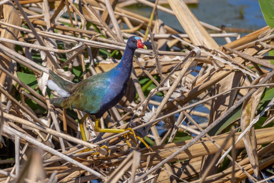 Purple Gallinule Walking Across Tops Of Reeds