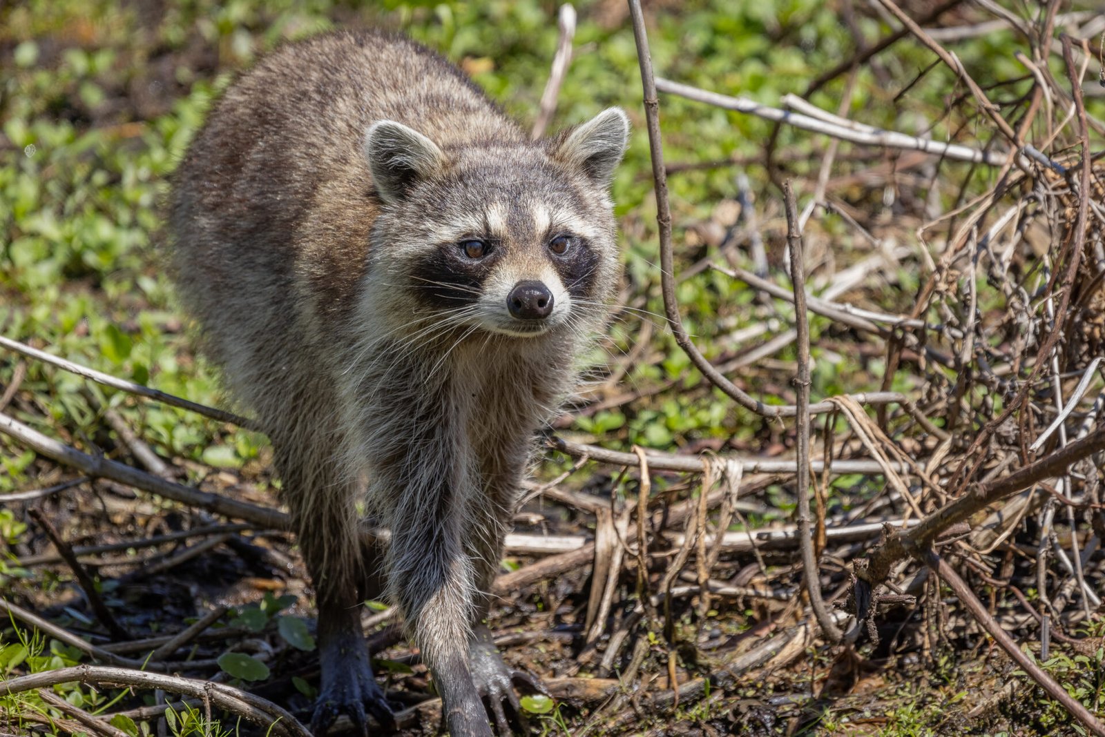 Raccoon Following A Scent