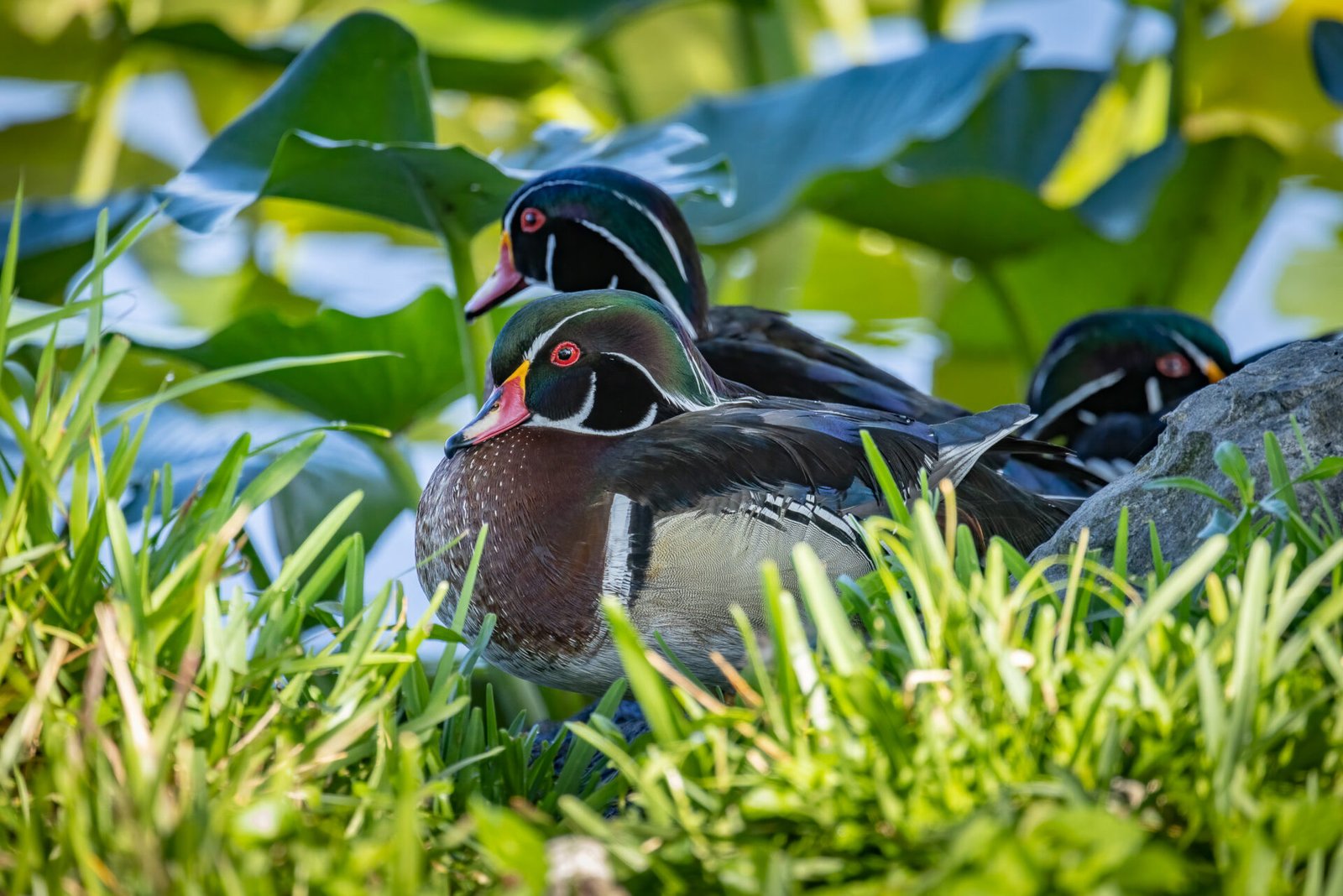 Trio Of Wood Duck Males Resting