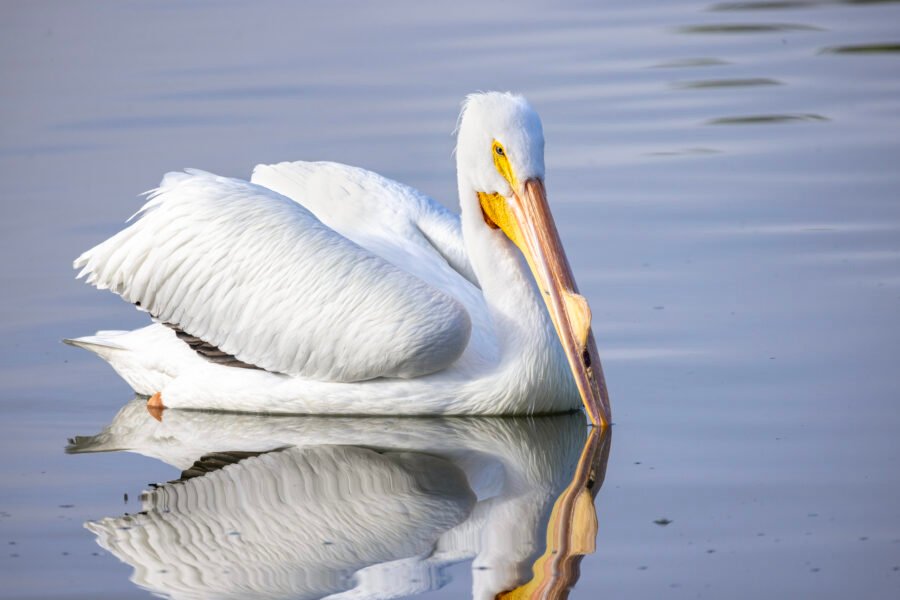 White Pelican Resting On Calm Water With Reflection