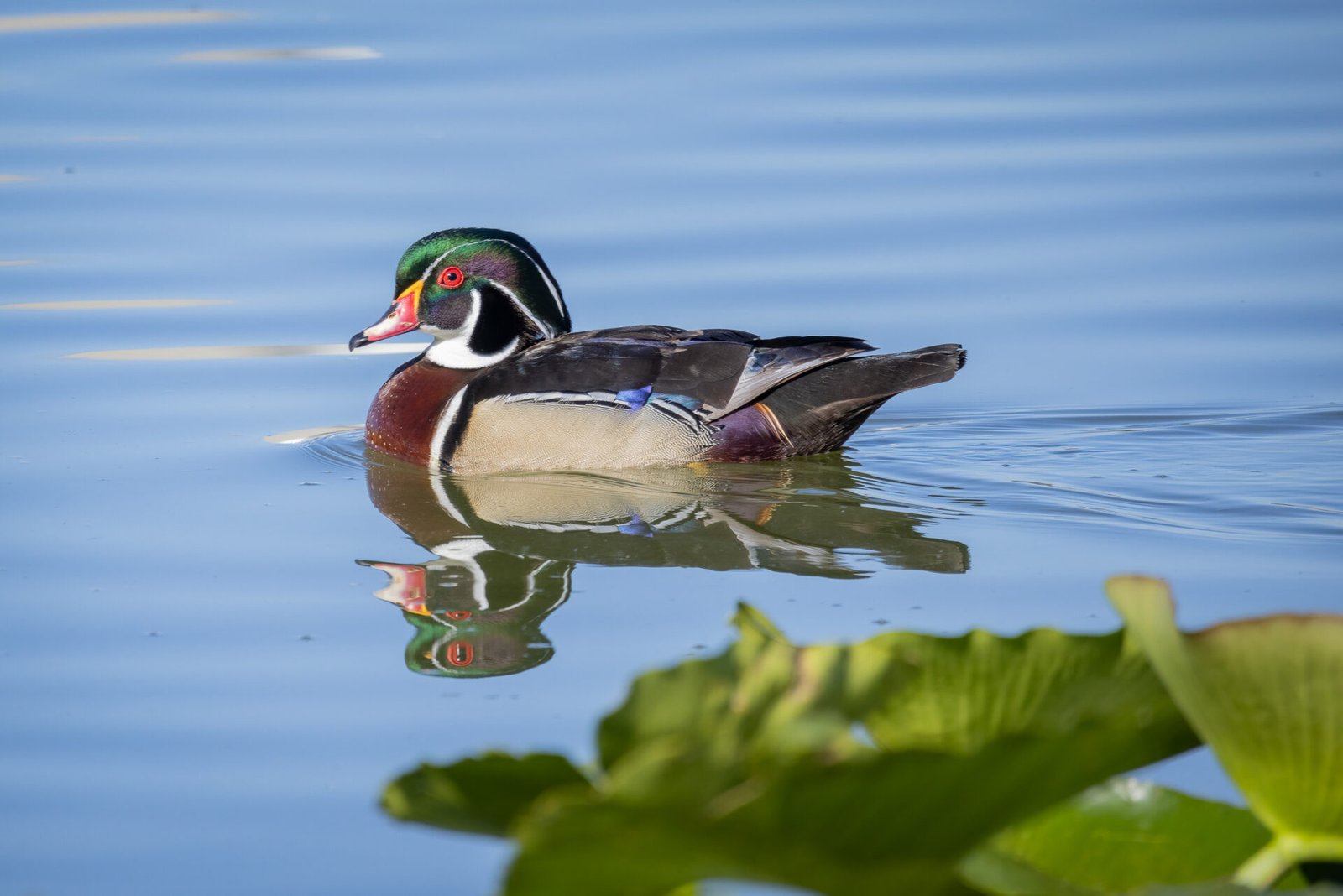 Wood Duck Male Along Edge Of Lily Pads With Reflection