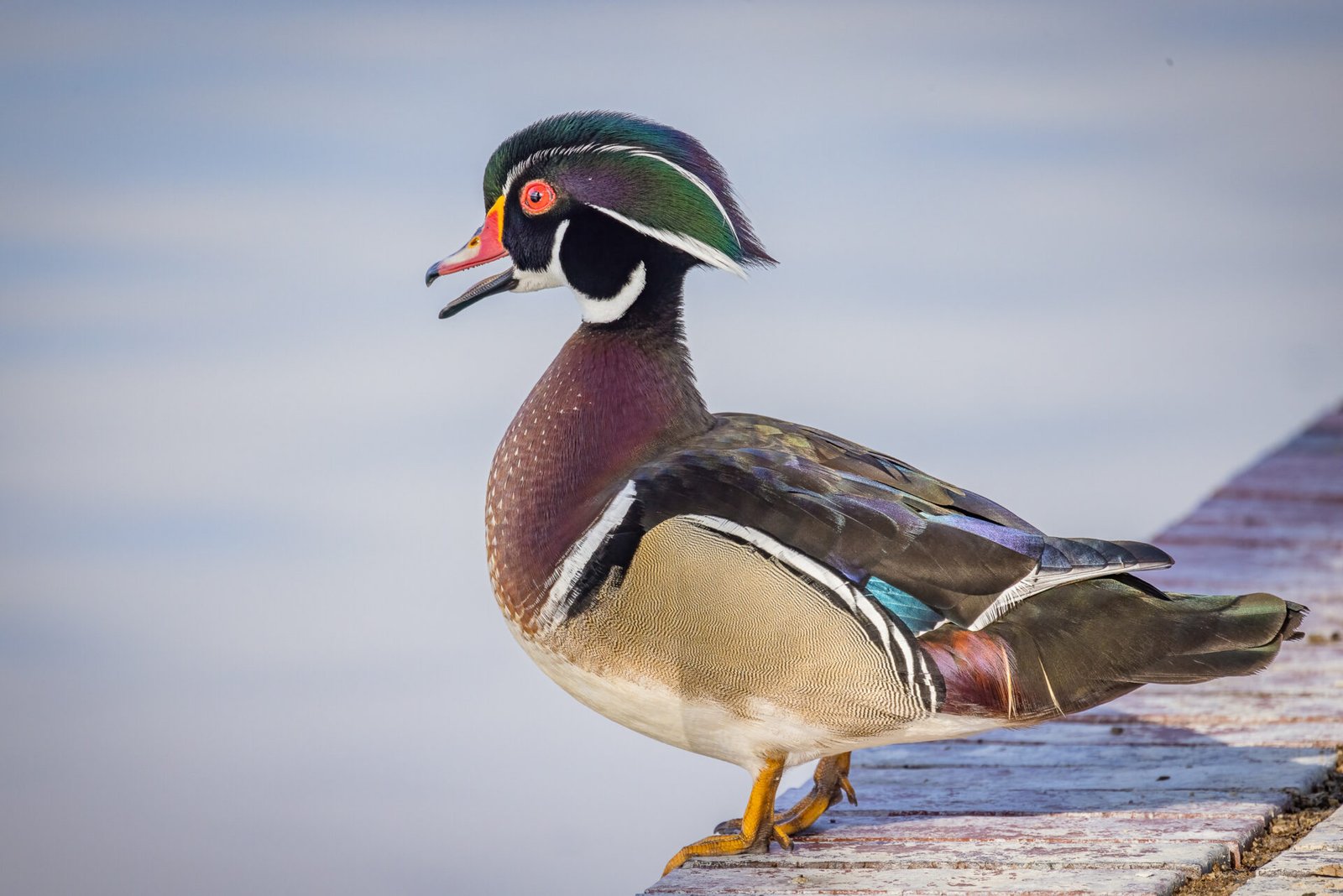 Wood Duck Male Chattering On Wall