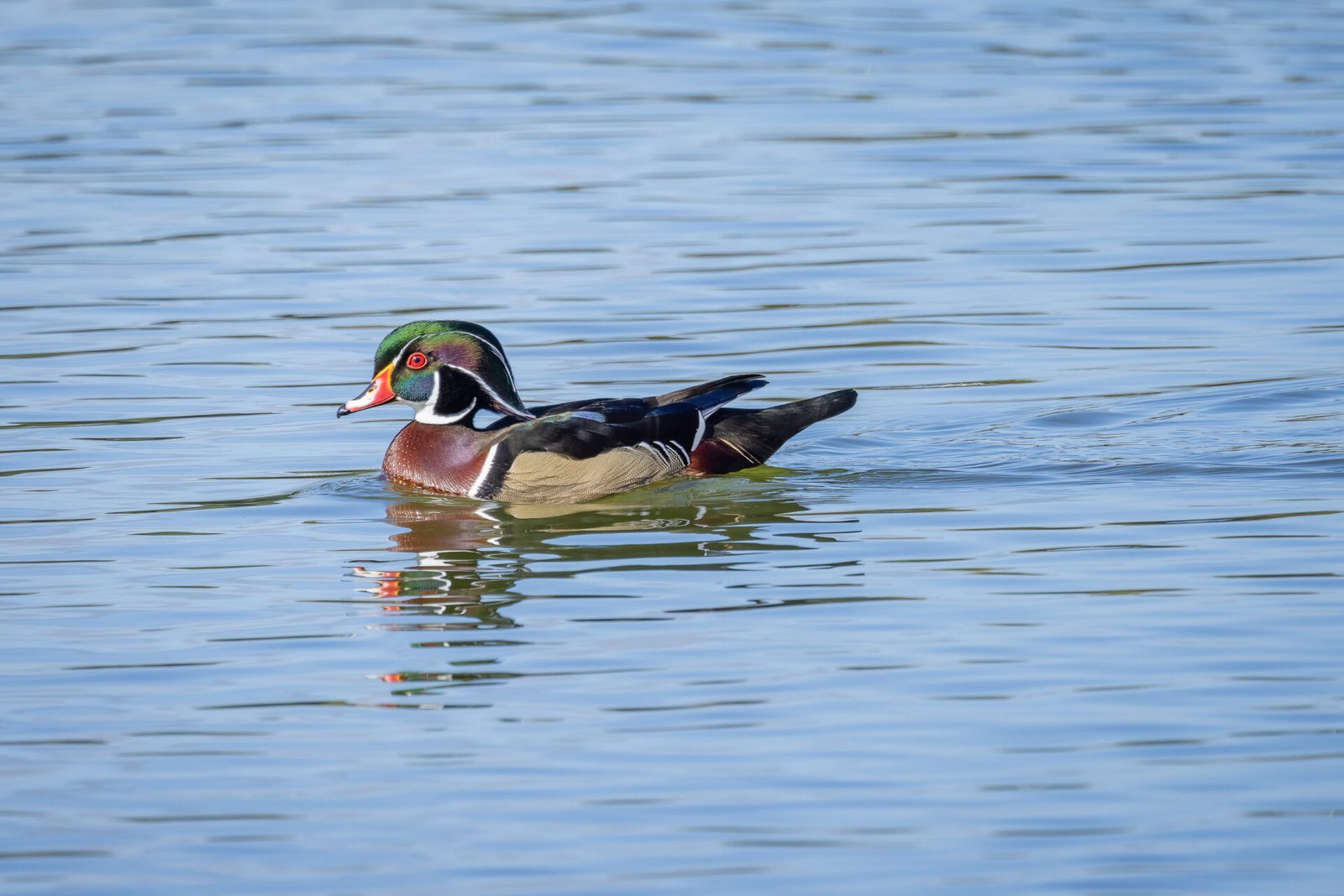 Wood Duck Male Patrolling Lake