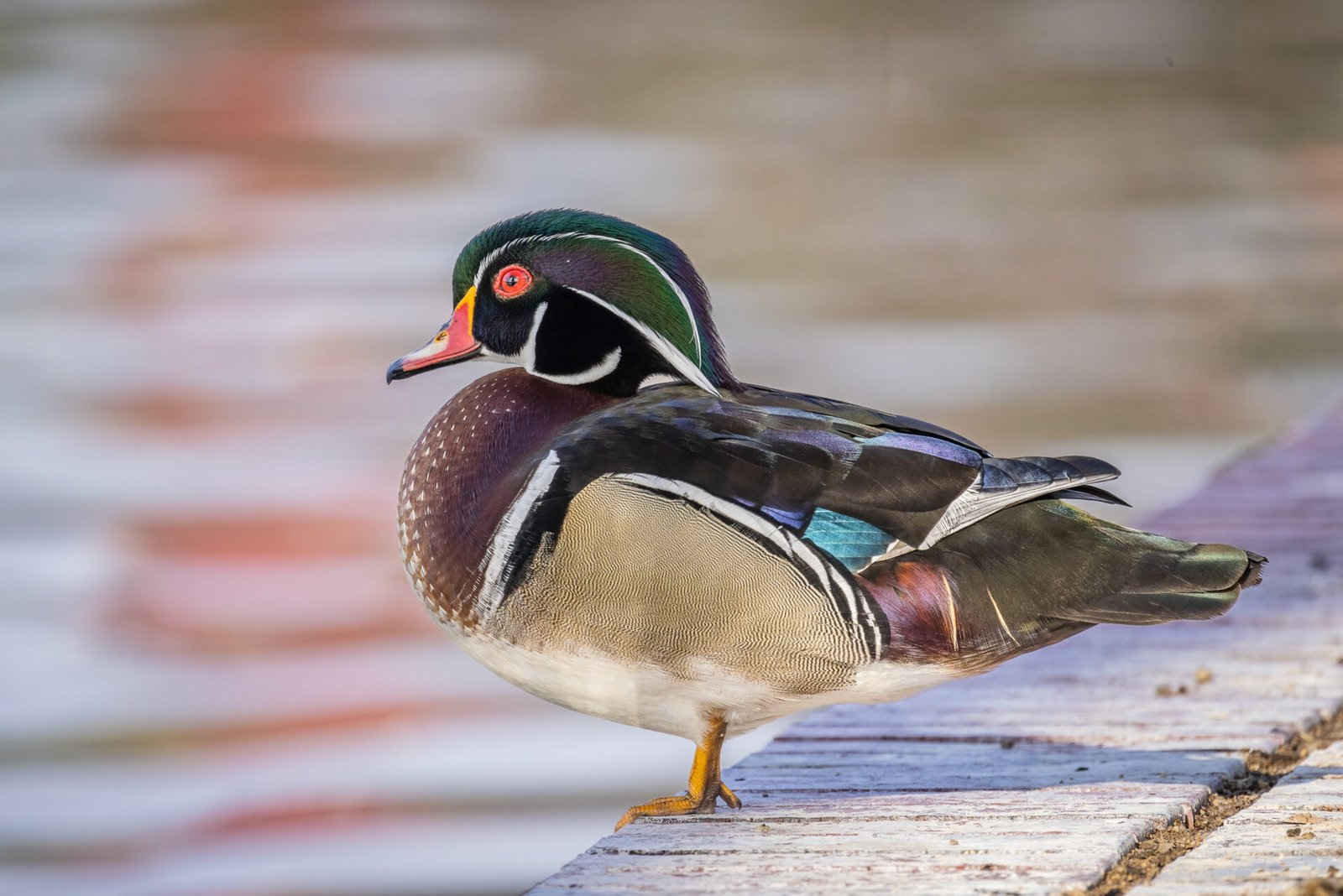Wood Duck Male Resting On Wall