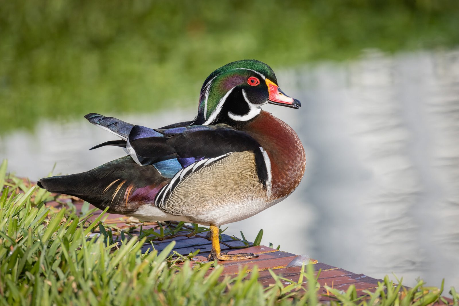 Wood Duck Male Standing On Wall Along Lake