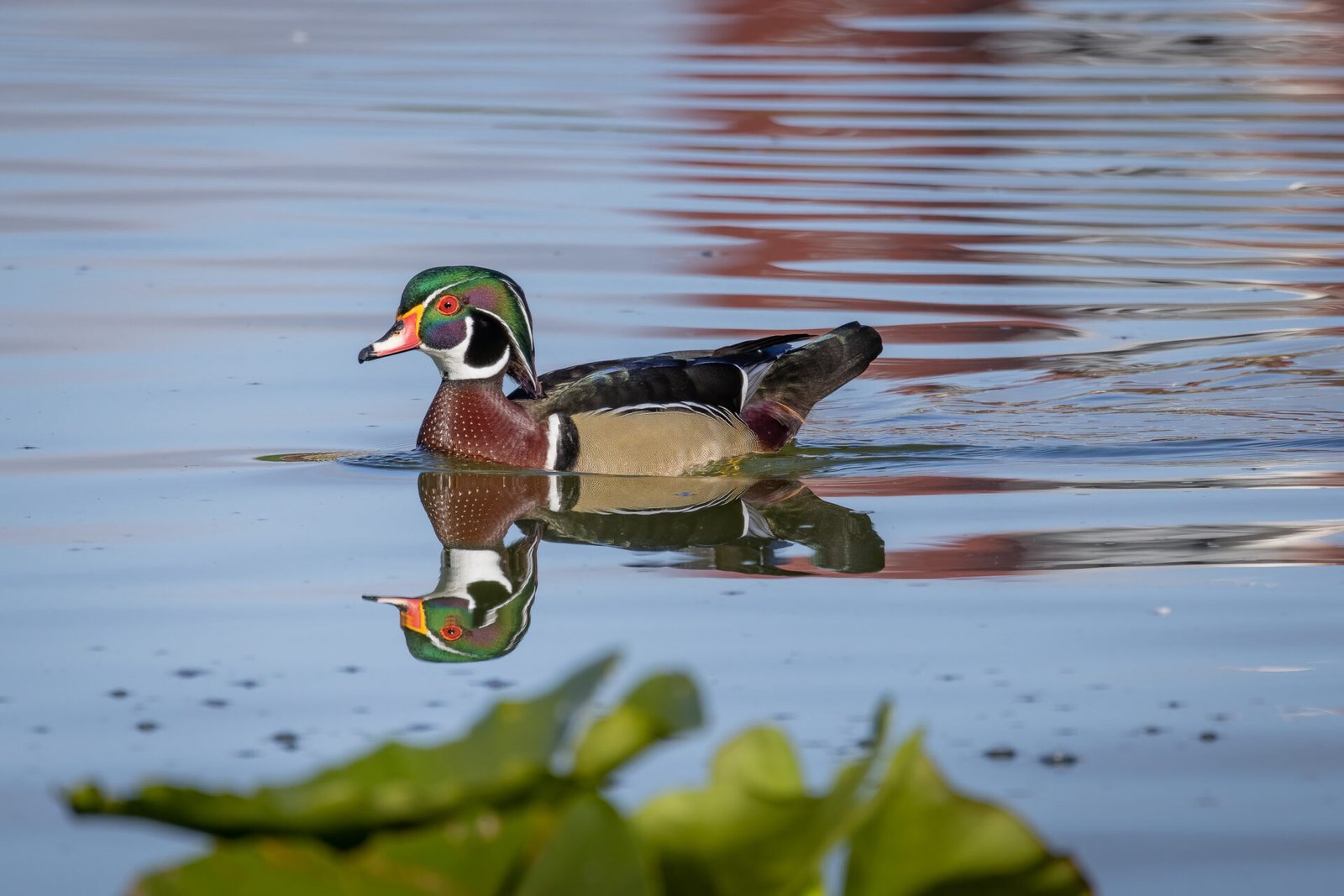 Wood Duck Male Swimming Along Edge Of Lily Pads With Reflection
