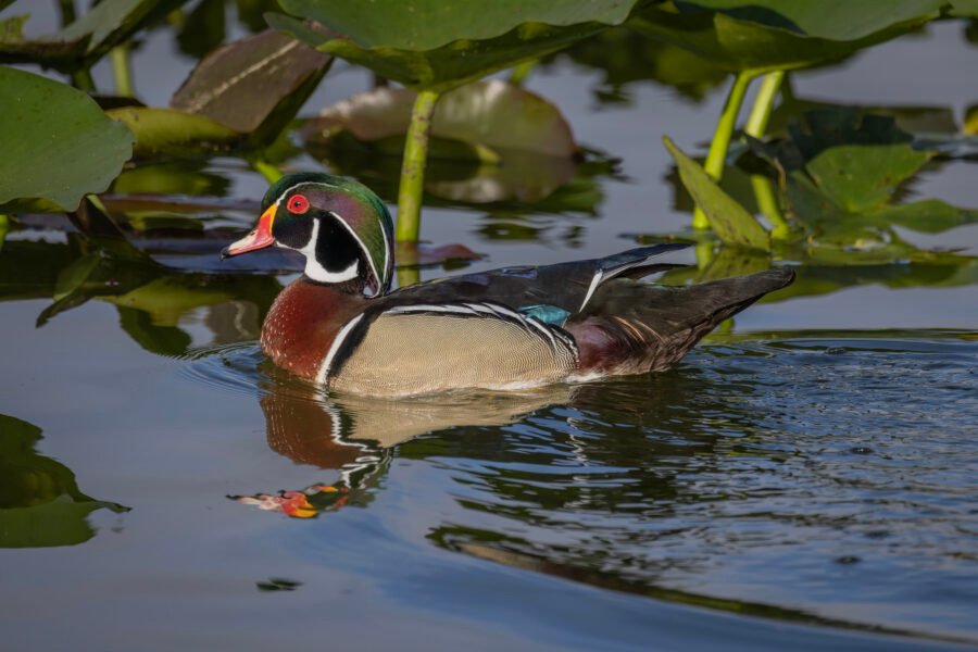 Wood Duck Male Swimming Through Lily Pads