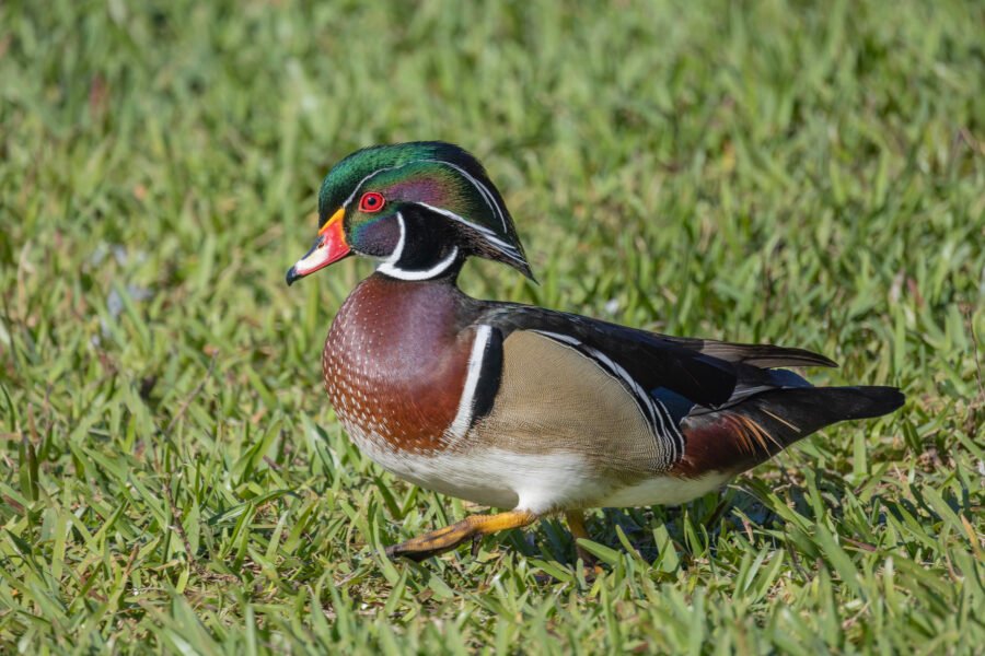 Wood Duck Male Walking Through Grass