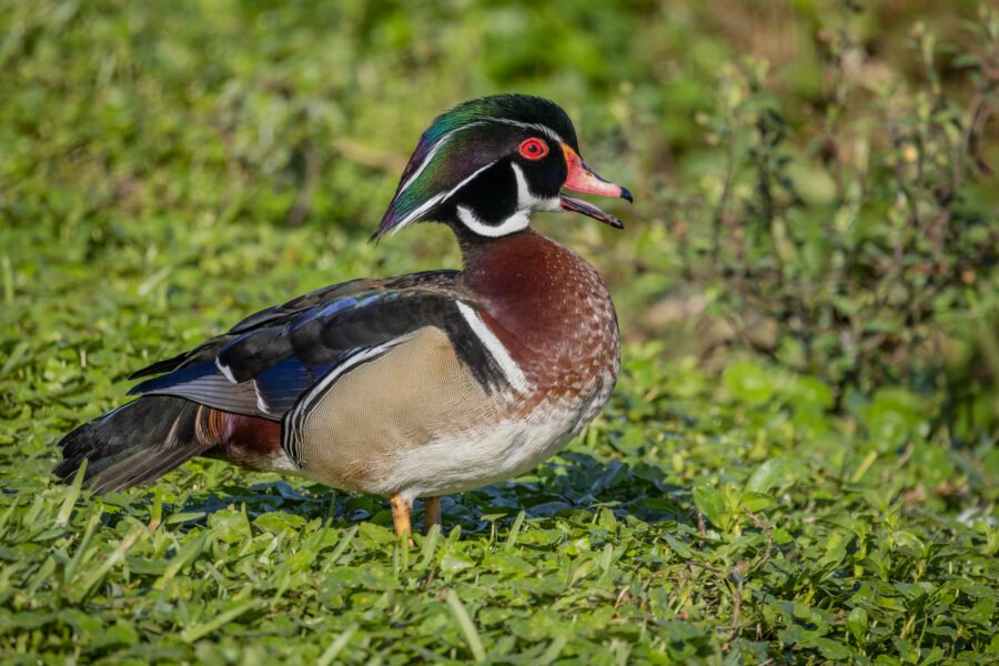 Wood Duck Male Walking Through Grass Chattering