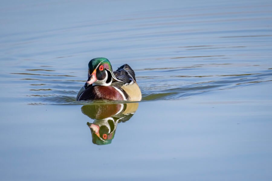 Wood Duck Swimming Toward Shore With Reflection