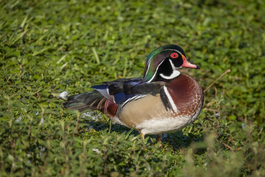 Wood Duck Walking Through Grass Toward Water