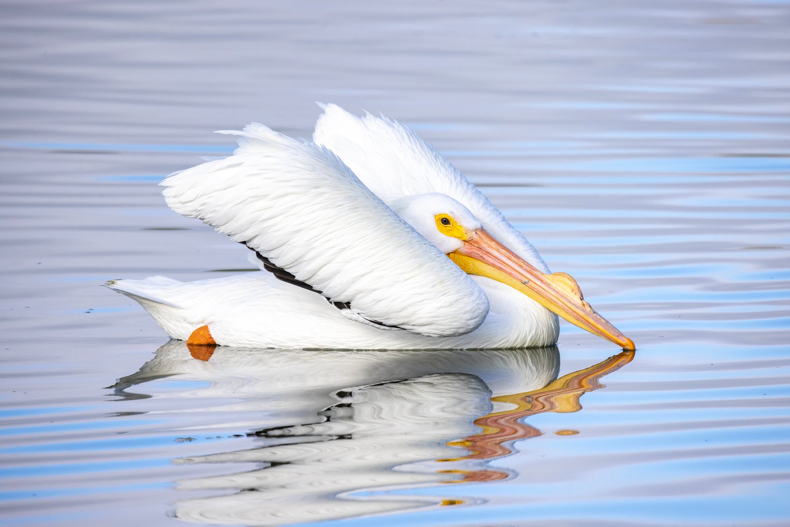 White Pelican Male With Wings Up Pose