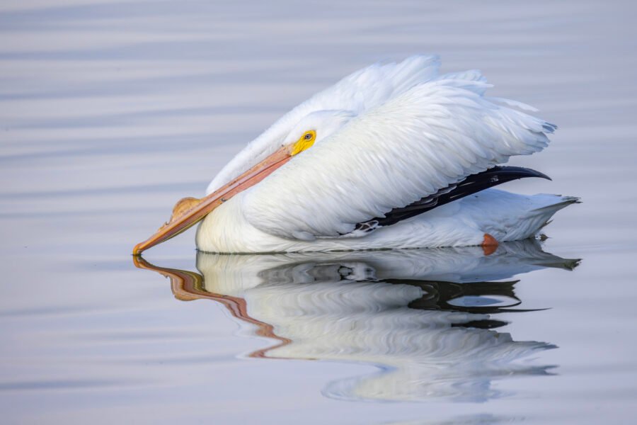 White Pelican With Wings Raised During Display