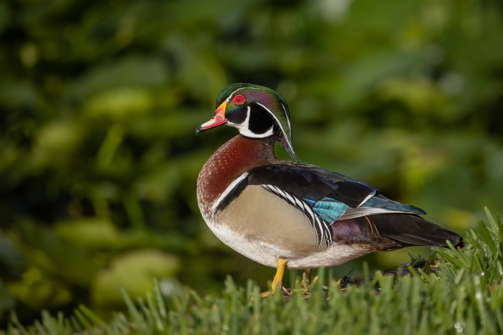 Wood Duck Male Alert On Wall