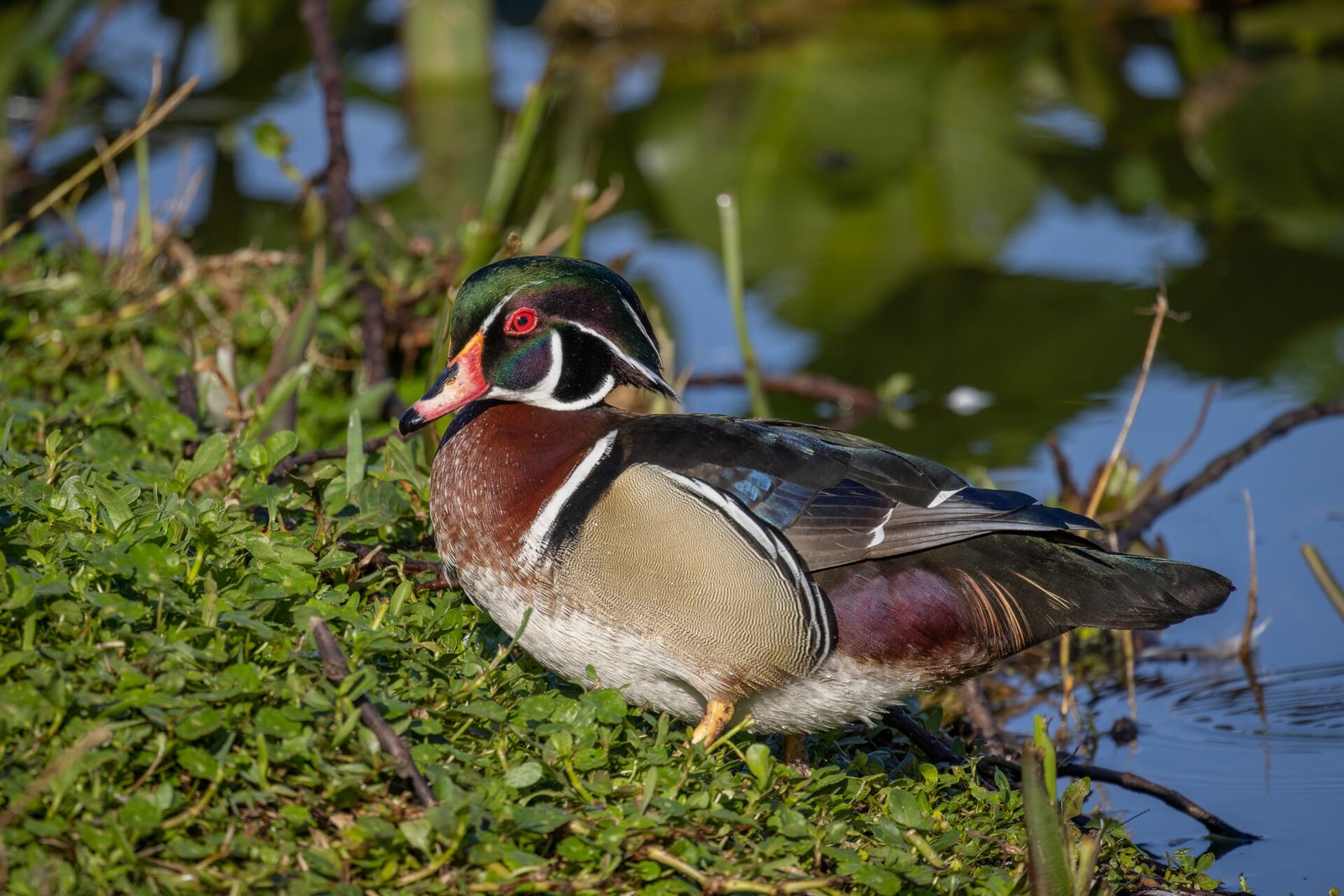 Wood Duck Male Coming Out Of Water