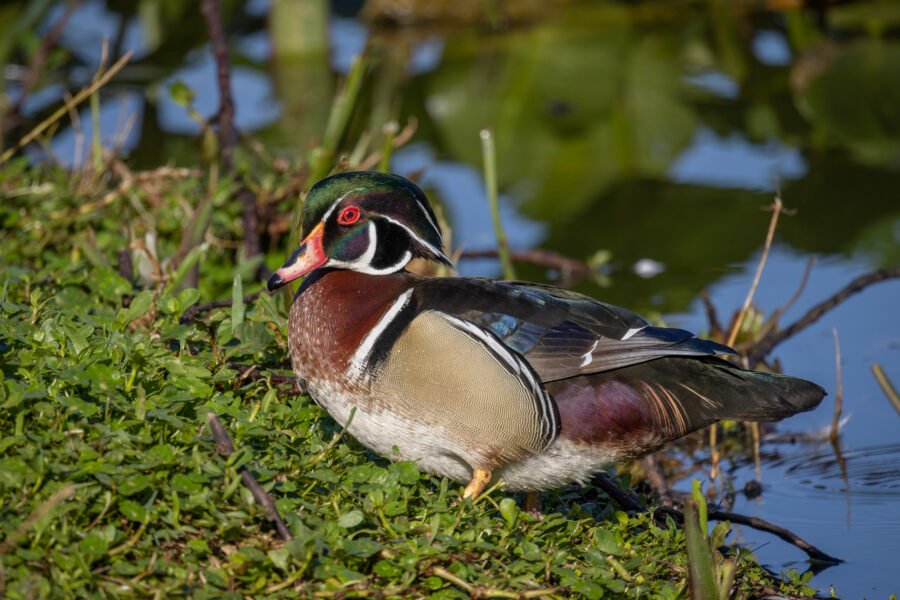 Wood Duck Male Coming Out Of Water