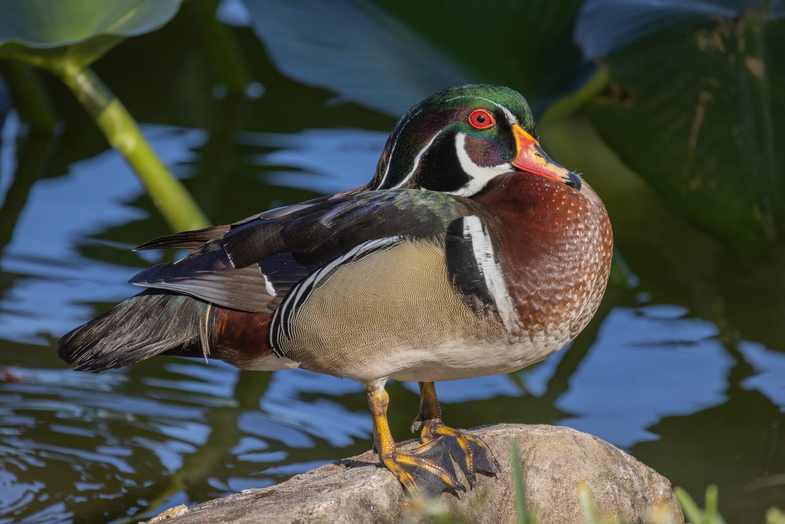Wood Duck Male Resting On Rock