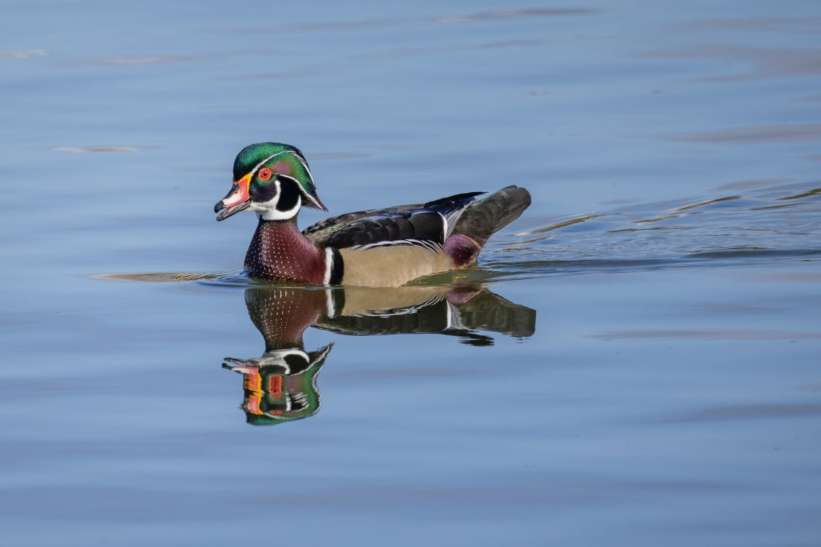 Wood Duck Male Swimming And Chattering With Reflection