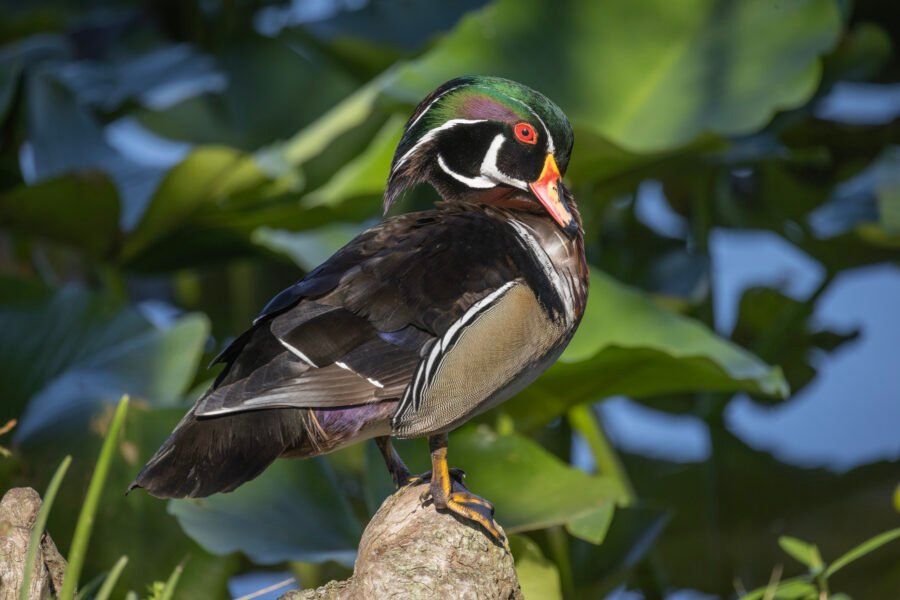 Wood Duck Relaxed Perched On Rock