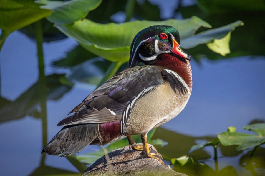 Wood Duck Standing On Rock In Sun