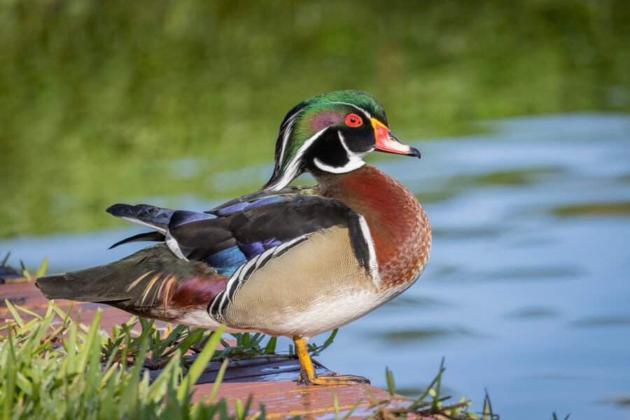 Wood Duck Standing On Wall Along Lake In Sun